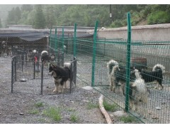 云南昆明狗場(chǎng)常年出售純種健康寵物狗 工作犬 伴侶犬幼犬圖1