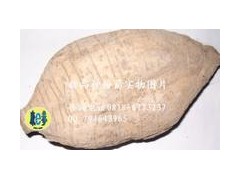一年生優(yōu)質高含粉率葛根種苗圖1