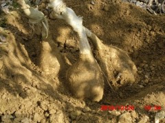 一年生優(yōu)質高含粉率葛根種苗圖3