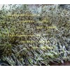 黨參種子多少錢一斤？黨參種子價格，發(fā)芽率90%以上