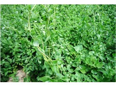 黨參種子多少錢(qián)一斤？黨參種子價(jià)格，發(fā)芽率90%以上圖2