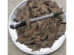 杜仲樹苗（一年、二年、三年生樹苗），產(chǎn)地直銷圖1