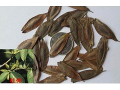 杜仲樹苗（一年、二年、三年生樹苗），產(chǎn)地直銷圖2