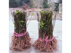 杜仲樹苗（一年、二年、三年生樹苗），產(chǎn)地直銷圖3