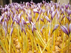 西紅花種子（藏紅花種子，種球莖）圖3