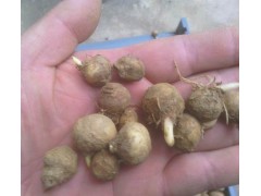 供應旱半夏種子15噸，旱半夏種子多少錢？產(chǎn)地直銷圖2