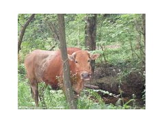 改良肉牛