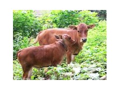本地小黃牛