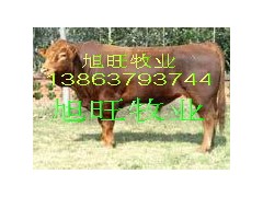 供應(yīng)云南少數(shù)民族利木贊牛，云南旭旺牧業(yè)三農(nóng)網(wǎng)圖2