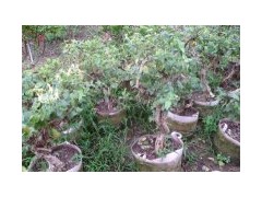 盆栽金銀花圖1