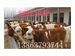 種羊、優(yōu)質(zhì)肉牛圖1