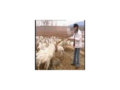 種羊、優(yōu)質(zhì)肉牛圖2