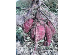 大量供應(yīng)新鮮紫薯 越南紫薯 歡迎廠家批發(fā)合作 價(jià)格從優(yōu)圖1
