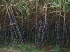 大量供應(yīng)黑皮甘蔗 果蔗圖1