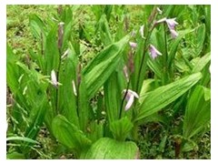 紫花大白芨圖1