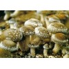 天麻蜜環(huán)菌，萌發(fā)菌，天麻種，干鮮天麻