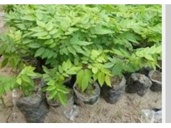 海南黃花梨種子圖1