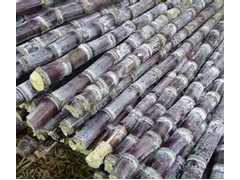 供應(yīng)綠皮水果甘蔗圖1
