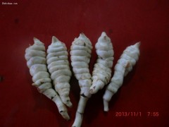 地參，蟲草參圖1