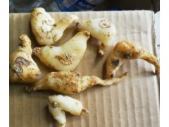 黃精大量上市圖1