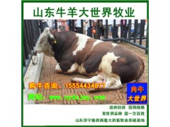 肉牛育肥牛種牛牛犢圖1