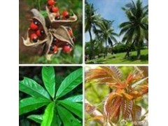 紅椿、白椿圖1