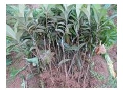 嫁接核桃、柿、蘋果、板栗等良種果樹苗圖1