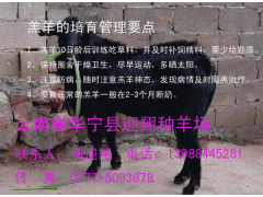 努比亞山羊圖1