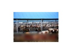 小肉牛價格，今年小肉牛價格，近小肉牛價格圖1