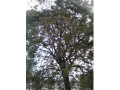 山茶樹出售圖1