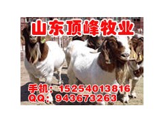 供應(yīng)波爾山羊小尾寒羊肉牛肉驢圖1