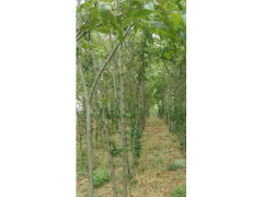 苗木供應(yīng)圖1