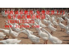 2014鵝苗多少錢一只？鴨苗多少錢一只？圖1