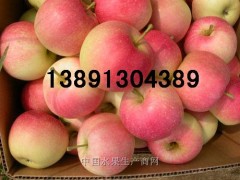 陜西冷庫紅富士蘋果產(chǎn)地新價格\嘎啦蘋果\花冠蘋果銷售價格圖2
