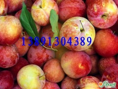 陜西黑布朗李子產(chǎn)地新價格\紅布朗李子\秋季李子銷售批發(fā)價格圖2