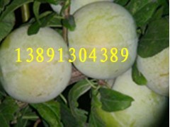陜西黑布朗李子產(chǎn)地新價格\紅布朗李子\秋季李子銷售批發(fā)價格圖3