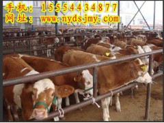 出售西門塔爾牛西門塔爾牛價(jià)格圖1