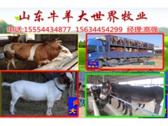 供應西門塔爾牛|西門塔爾牛多少錢一頭圖2