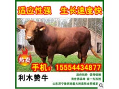 五一期間山東肉牛肉驢價格優(yōu)惠圖1
