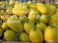 莘縣現(xiàn)已大量各種洋香瓜大量上市圖3