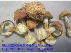 姬松茸種植合作社圖1