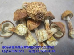 鎮(zhèn)沅縣富民姬松茸種植農民專業(yè)合作社圖1