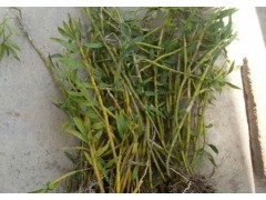 重樓百芨種植圖1