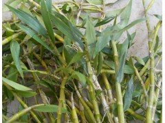 重樓百芨種植圖2