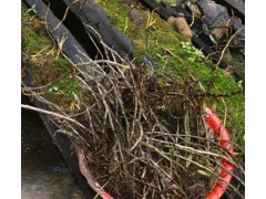 重樓百芨種植圖1