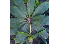 重樓百芨種植圖1
