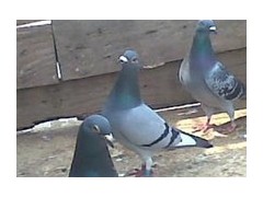 曲靖肉鴿供貨商，出售大批菜鴿圖2