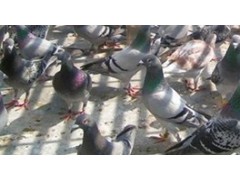 昆明供應(yīng)菜鴿，富源肉鴿供應(yīng)批發(fā)商家圖2