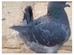 昆明供應(yīng)菜鴿，富源肉鴿供應(yīng)批發(fā)商家圖3