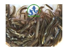 供應(yīng)優(yōu)質(zhì)的臺灣泥鰍苗、雜交吉富羅非魚苗等各類優(yōu)質(zhì)淡水魚苗。圖1
